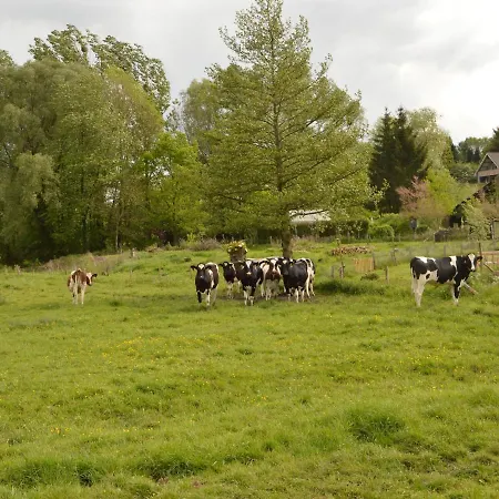 Nyaraló In Near Forest *