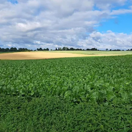 In Near Forest スレナーケン