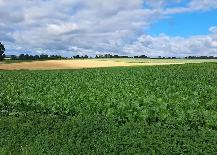 In Near Forest Сленакен